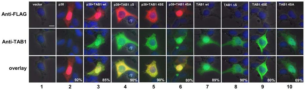 Novel Phosphorylation Sites in TAB1 Figure 5. Mutations of aa 452 457 direct p38 MAPK and TAB1 to the cytoplasm.