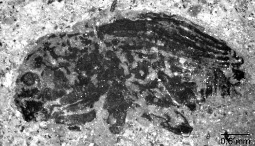 rheinheimer, neue rüsselkäfer aus dem eozän 15 Abb. 11. Palaeocrassirhinus cf. messelensis n. gen. n. sp.; Mittleres Eozän, MP11, Grube Messel; MeI 3682 (FIS, Forschungsstation Grube Messel). Abb. 12.