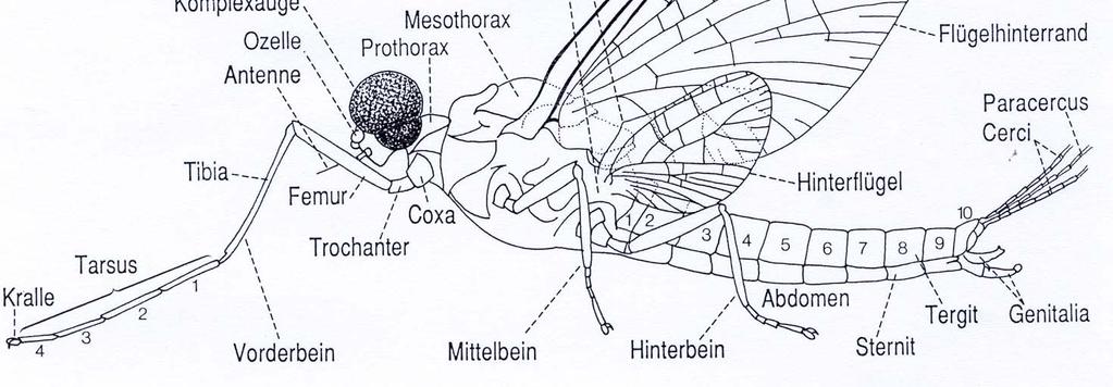 Ephemeroptera: Merkmale Kopf klein, Antennen kurz, Mundwerkzeuge verkümmert Facettenaugen Ozellen Turbanaugen Mesothorax