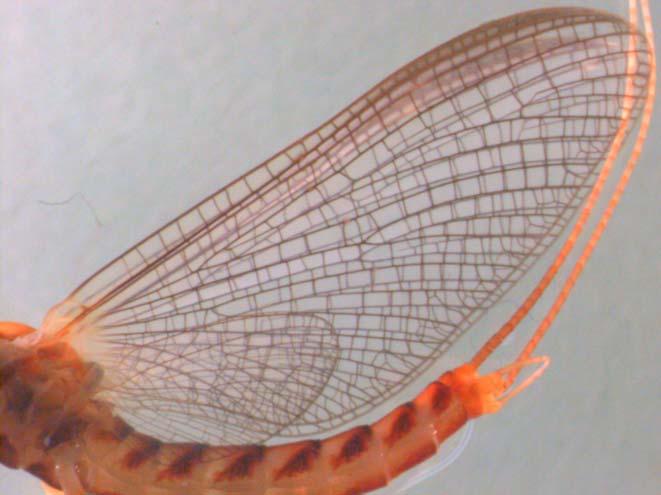 Ephemeroptera: