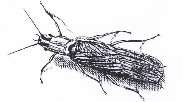Fossilien - älteste Darstellung Älteste Darstellung einer Plecoptere Hoefnagel 1592 - wahrscheinlich Perlodes spec.