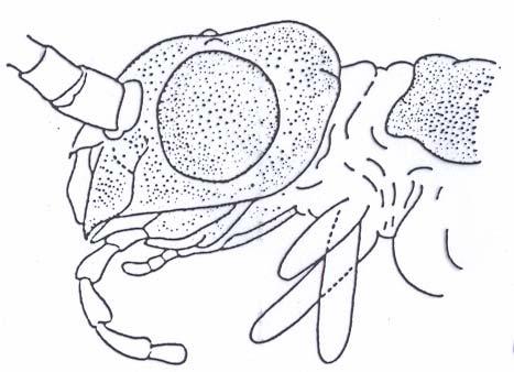 Plecoptera: Merkmale - Kopf