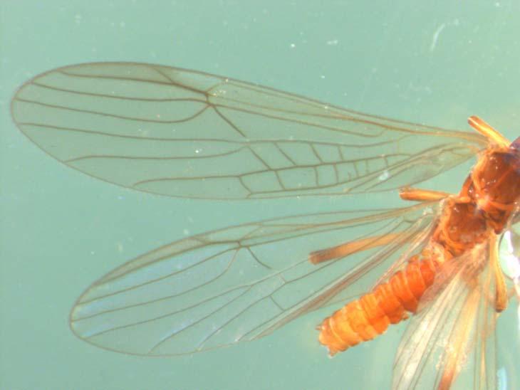 Plecoptera: Merkmale - Flügel Vorderrand