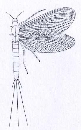 Ephemeroptera - Fossilien Triplosoba pulchella ca. 300 Mio.