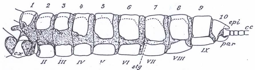 Plecoptera: Abdomen Das Abdomen besteht aus 11 Segmenten, jedes und ist unterteilt in: Tergit (dorsal) Pleurit (lateral) Sternit (ventral) Artbestimmung