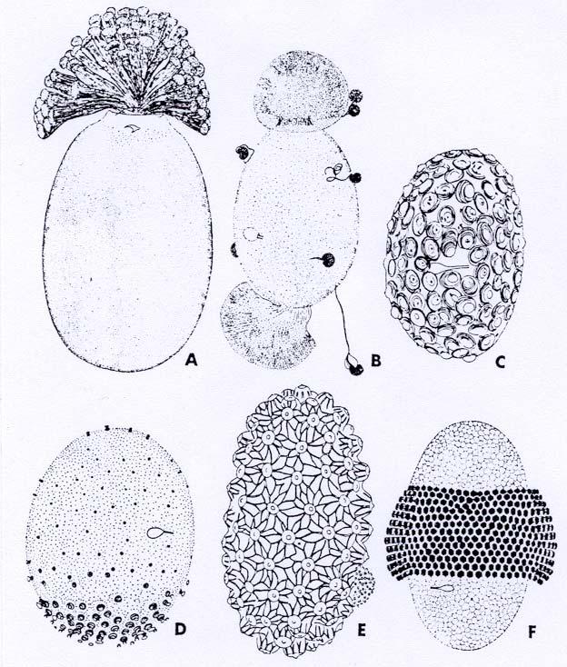 Ephemeroptera - Eistrukturen Eier von: A: Ephoron virgo B: Potamanthus luteus C: