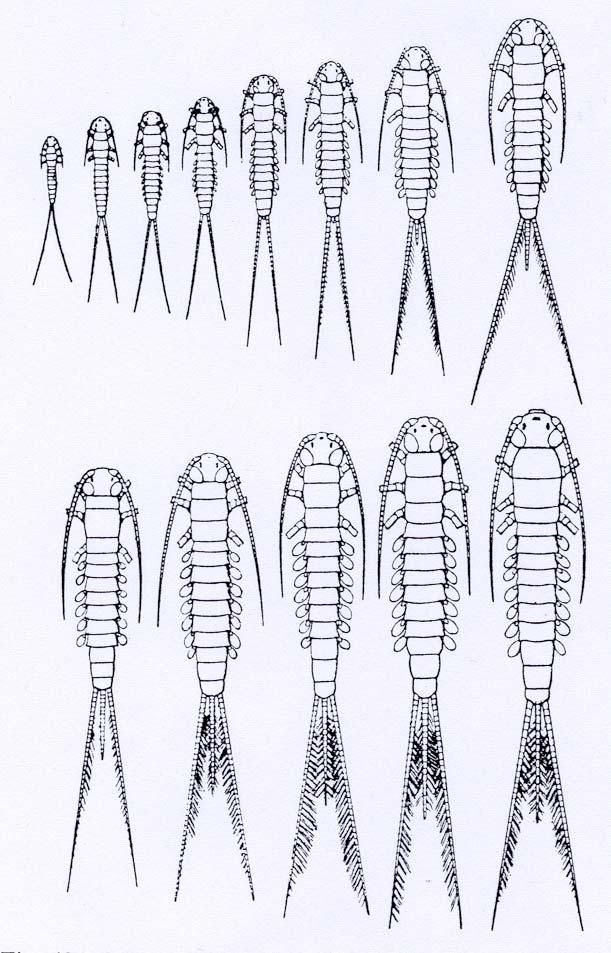 Ephemeroptera: Wissenswertes Ephemeropteren sind hemimetabol, d.h. Entwicklung ohne Puppenstadium Larven wasserlebend sie besitzen 7 Paar