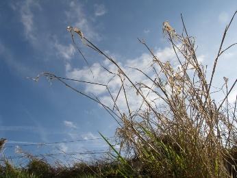 Mit einer Kompaktkamera mit Klappdisplay (sehr hilfreich) habe ich direkt zwischen zwei Grasbüscheln gegen den hellen Himmel fotografiert.