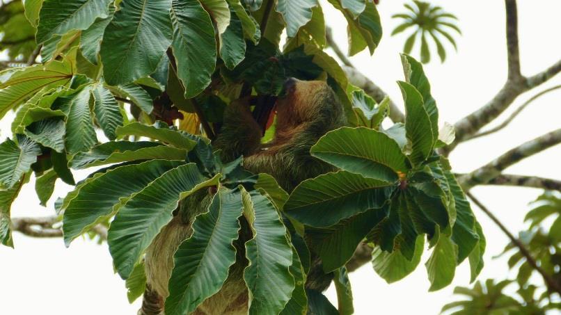 Highlight des Landes- dem Vulkan Poas. Costa Rica liegt in einer geologisch sehr aktiven Zone 5 der 11 Vulkane im Land sind noch aktiv.