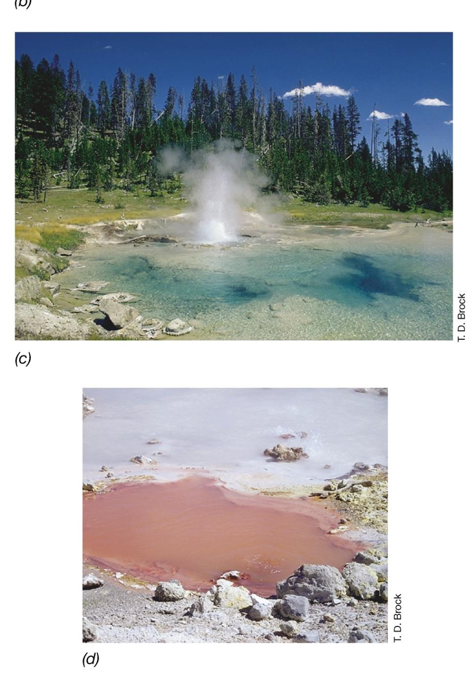 Habitats of hyperthermophilic Crenarchaeotes A typical boiling spring