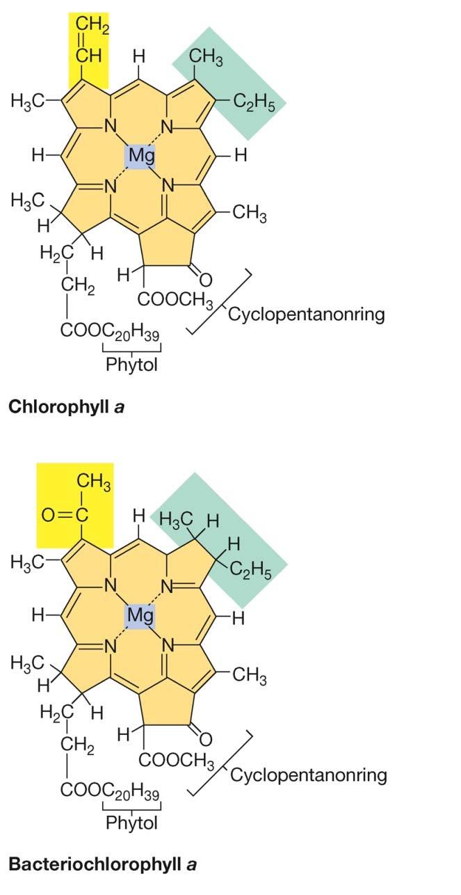 Chlorophyll a und Bakteriochlorophyll a Carotinoide