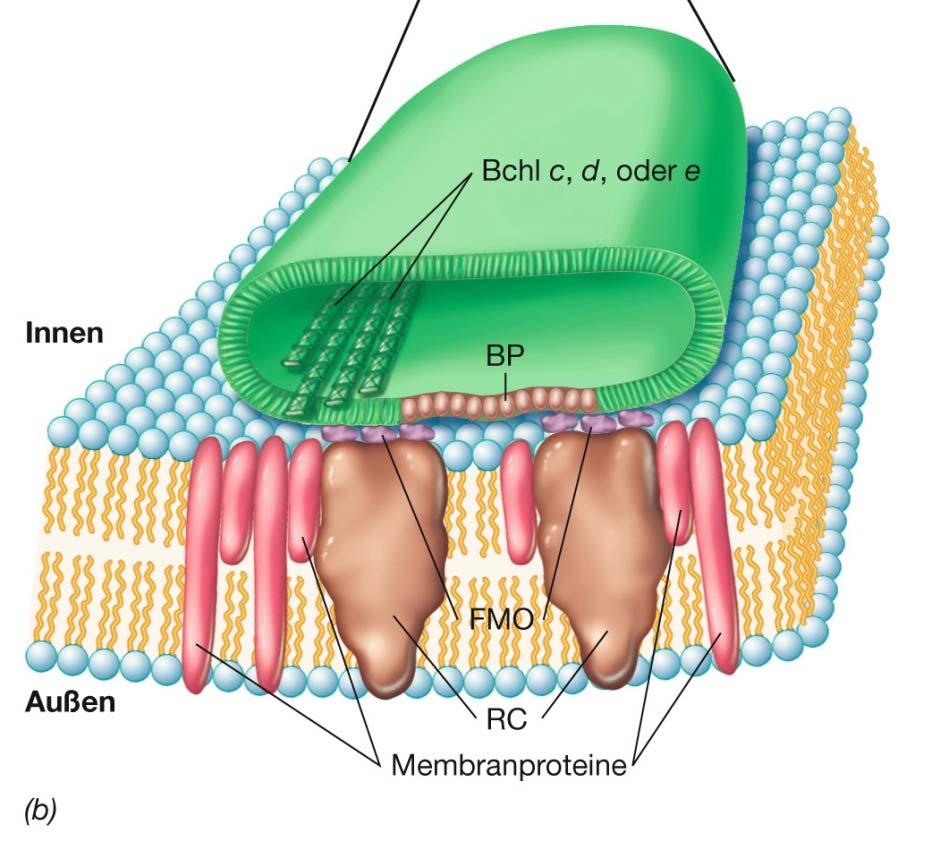 Bakterio-chlorophyllmoleküle (Bchl c, d oder e) röhrenförmig innerhalb der Chlorosomen angeordnet.