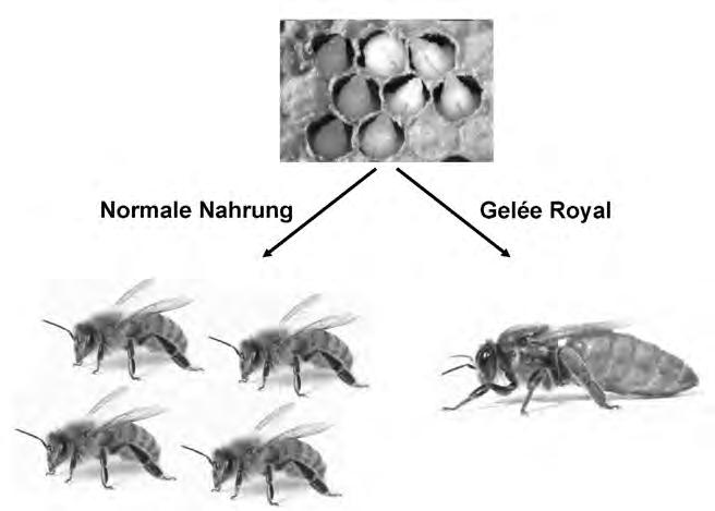 14 Arbeitsbiene, mit Gelée Royale eine Königin.