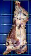 Ausbildung- und Schulungsmaßnahmen für Fleischhygienedienstleistungen Fleischhygieneuntersuchung Gutachten, HACCP etc.