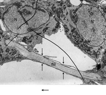 133 Das fibrilläre Material verband auch Zellen miteinander, die sich in den Zellringen auf gegenüberliegenden Seiten befanden. In Abb.