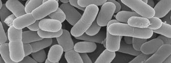 Wirkprinzipien probiotischer Mikroorganismen Veränderung des Metabolitenprofils Kompetetive Verdrängung Erhalt der Darmbarriere Immunfunktion