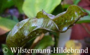 Auch an den Gartenpflanzen waren immer wieder Blattläuse.