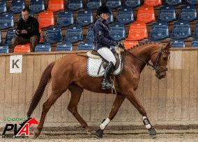 Er ist am Sprung mit schnellen Reflexen ausgestattet und ist bereits Parcours fertig. Durch seine Springmanier wird er in Springpferdeprüfungen gefallen können. Auch als Hunter geeignet.