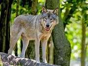 Biodiversität, Artenschutz Wolf - Erst aus der Kulturlandschaft verdrängt, nun wieder willkommen?