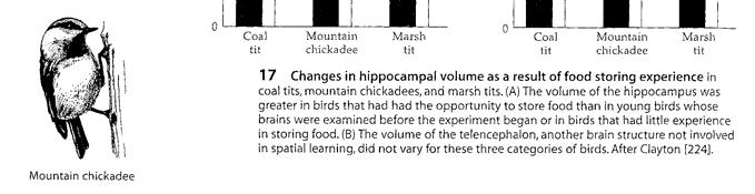Gedächtnis chtnis: Das Speichern von Lernergebnissen verändert das Zentralnervensystem Das Futterverstecken von Singvögeln geln führt f zur Vergrösserung ihres Hippocampus