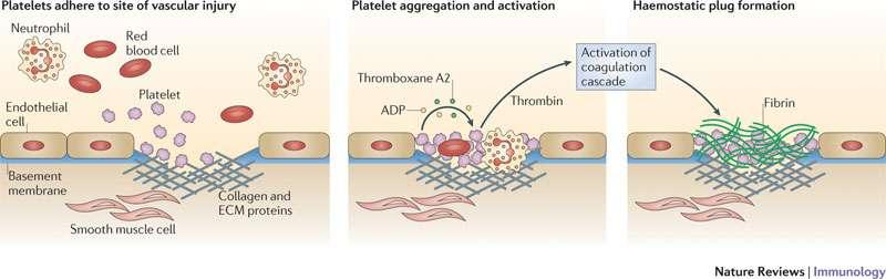 The platelet's primary physiological role is thought to be in haemostasis.