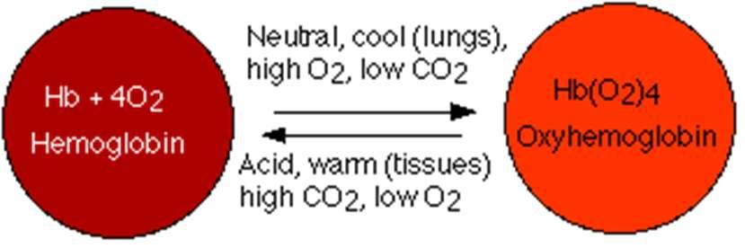 Oxigenation Oxidation Hb + 4 O 2 Hb(O 2 ) 4