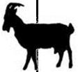 DLG 1997) Grünlandtyp Weide Wiese Rohrglanzgraswiesen Milchkühe laktierende Schafe und Stuten Pferde Färsen < 1