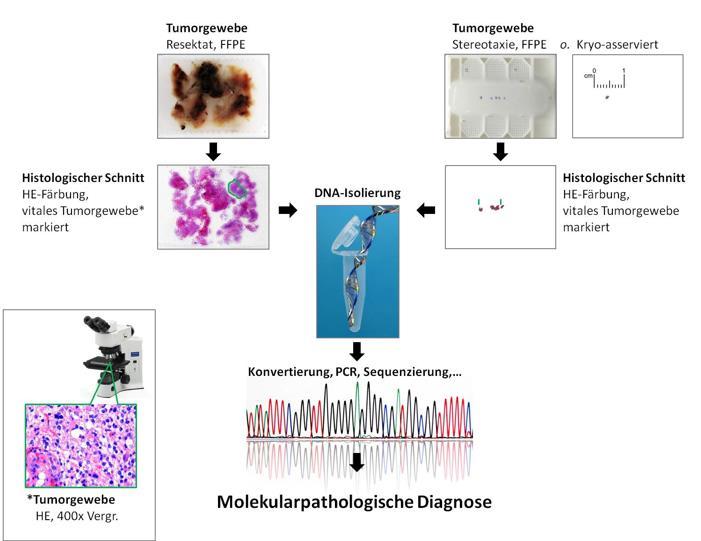 Integrierte Diagnose Histologie +