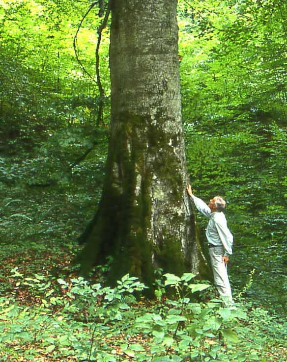 Mehr alte Wälder und Bäume als Kohlenstoffspeicher!