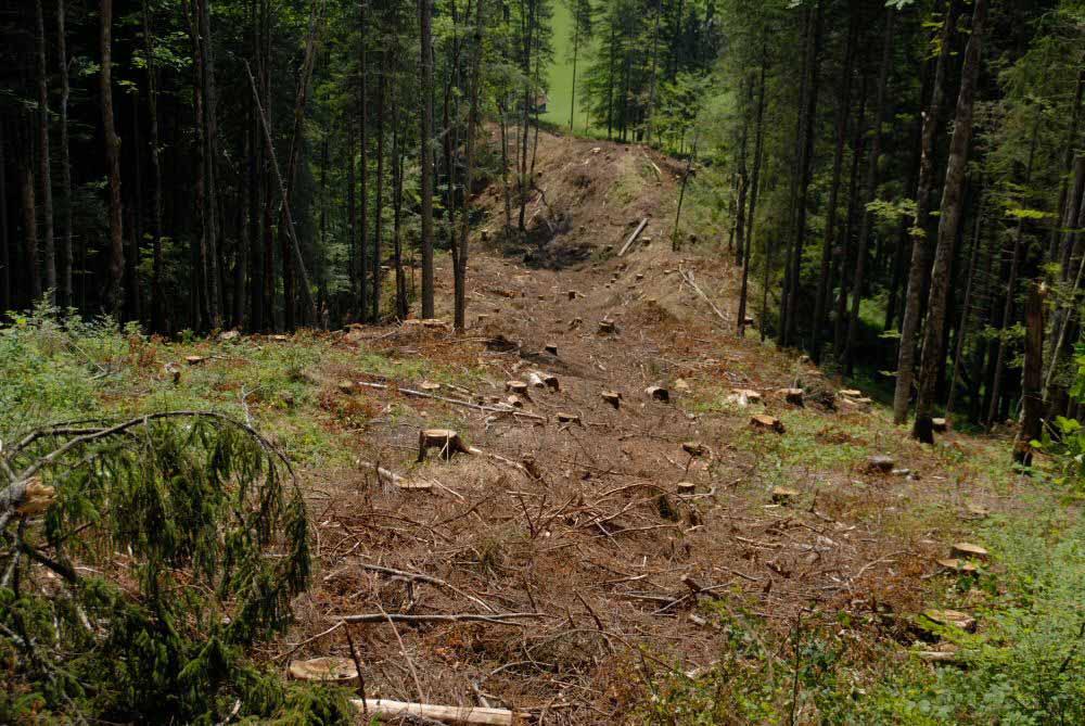 Hochmechanisierte Holzernte: Vollbaumnutzung BayWaldG Art 18 (Staatswald): Die mit der