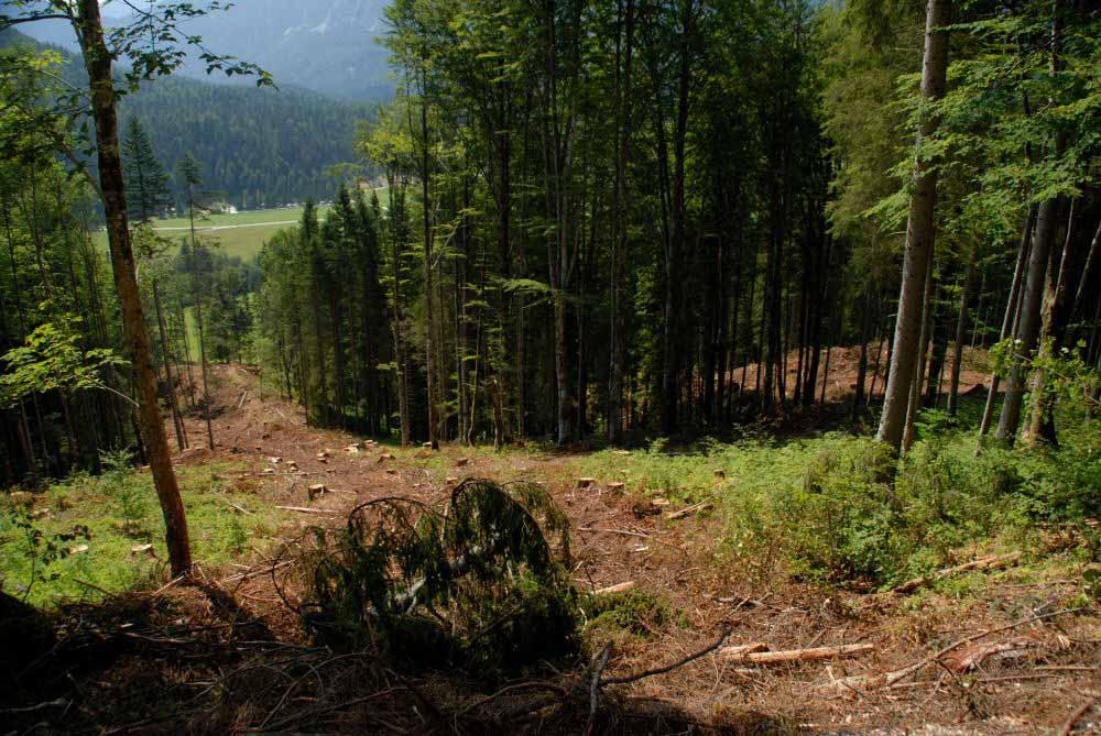 Erholungsfunktion des Waldes zu sichern und zu verbessern Bayern, Bad Tölz Staatswald