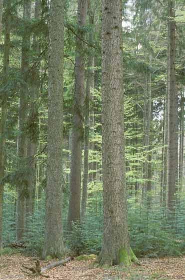 Waldumbau durch naturnahe Baumartenwahl Waldumbau Fichten- und Kieferndominierter Wälder, v.a. Monokulturen und in warm-trockenen Lagen Umsetzung BaySF-Gewinne müssen hierfür verwendet werden Sonderprogramm für Privat- und Kommunalwald in Höhe von 50-100 Mio.