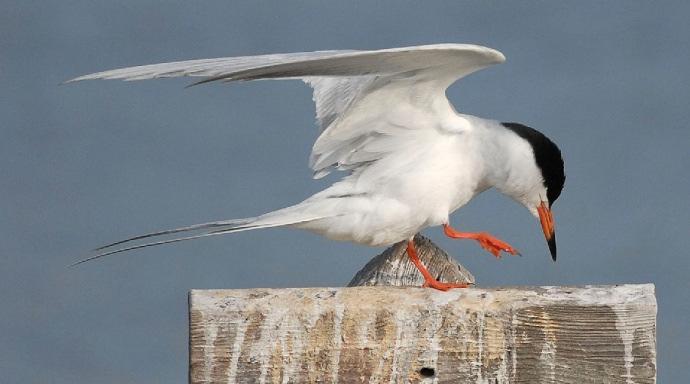 16 085 Elegant Tern Sterna elegans war während der Tour die häufigste Seeschwalbe an der kalifornischen Küste, auch in