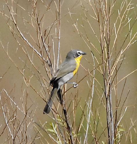 J. Bayer, C. Stohl: Kalifornien & Arizona, U.S.A. 32 198 Northern Waterthrush Seiurus noveboracensis 05.05. San Pedro River RNCA, Sierra Vista, 1 199 MacGillivray s Warbler Oporornis tolmiei 28.04.