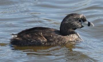 J. Bayer, C. Stohl: Kalifornien & Arizona, U.S.A. 5 005 Pied-billed Grebe Podilymbus podiceps 07.05. Patagonia Lake State Park, mind. 1 13.05. Bolsa Chica Ecological Reserve, Huntington Beach, mind.