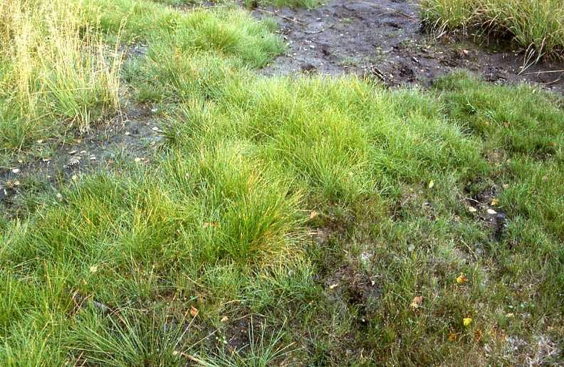 Eleocharitetum multicaulis amphibische, dichte Rasen der Vielstengeligen