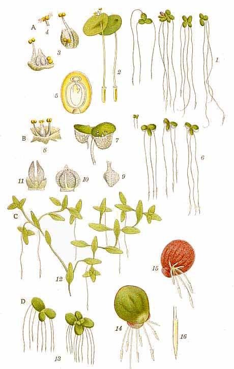 Lemna minor (Kleine Wasserlinse, KC Lemnetea minoris) Lemna gibba (Buckelige Wasserlinse, AC Lemnetum gibbae) Lemna triscula (Dreichgefurchte Wasserlinse; AC