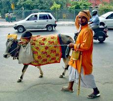 Vegetarismus in den Hindu-Traditionen ist Ausdruck der Gewaltlosigkeit, verhindert den