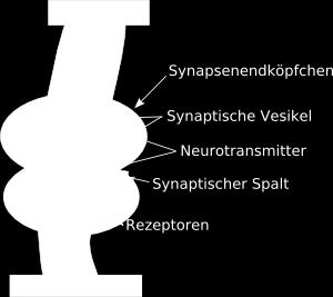 org/wiki/synapse Dendritenwachstum und Synaptogenese: postnatal bis zum 3.