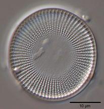 Abb. 1-7: Beispiele für Phytoplankton im Zellersee des Bodensees. Links: Stephanodiscus alpinus, Mitte: Gymnodinium helveticum, rechts: Cryptomonas ovata Euglenophyceen 1.1.3.