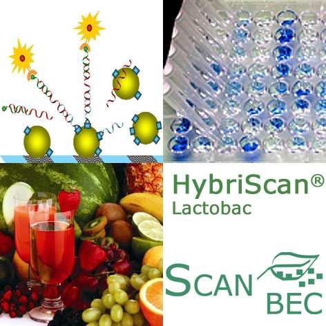 HybriScan D Lactobac Molekularbiologisches Schnelltestsystem zum