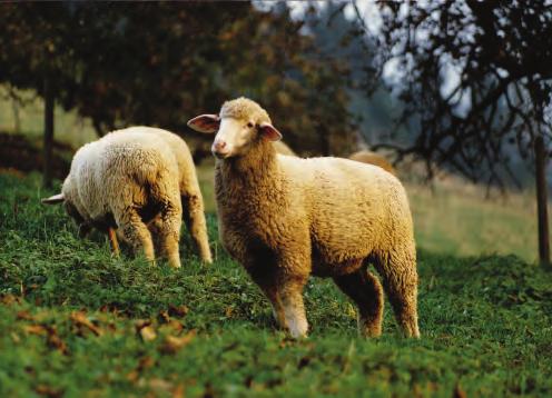 BMLFUW/AMA-Bioarchiv/Pichler Mindestanforderungen für die Haltung von Schafen 1. Begriffsbestimmungen Mutterschaf: Weibliches Schaf nach dem ersten Ablammen oder über 12 Monate.