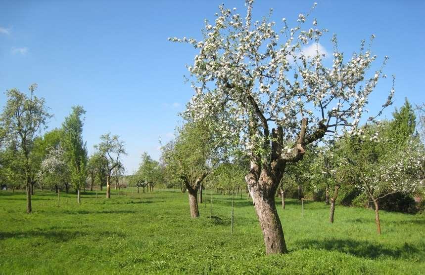 Tree protection today Orchard meadows -