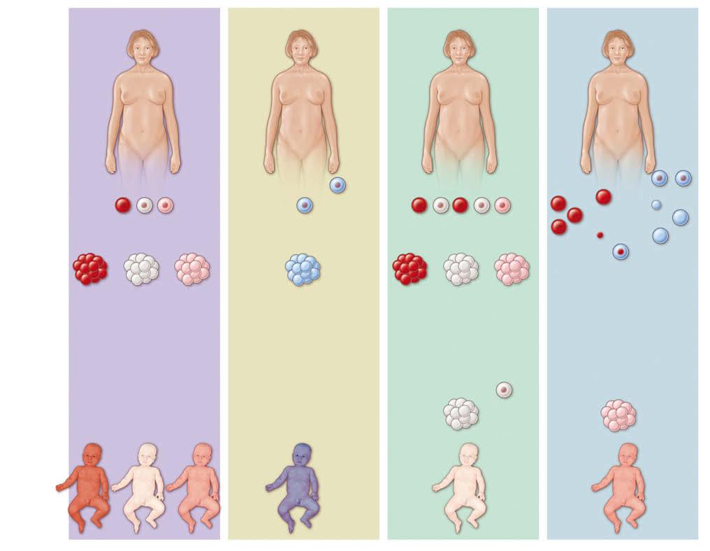 Teil 3 Genetik, Umwelteinflüsse und Krankheit Mutter ist Trägerin von mutierter mitochondrialer DNS Befruchtung der mütterlichen Oozyten mit den Spermien ihres Partners Heranwachsende Embryos Normale