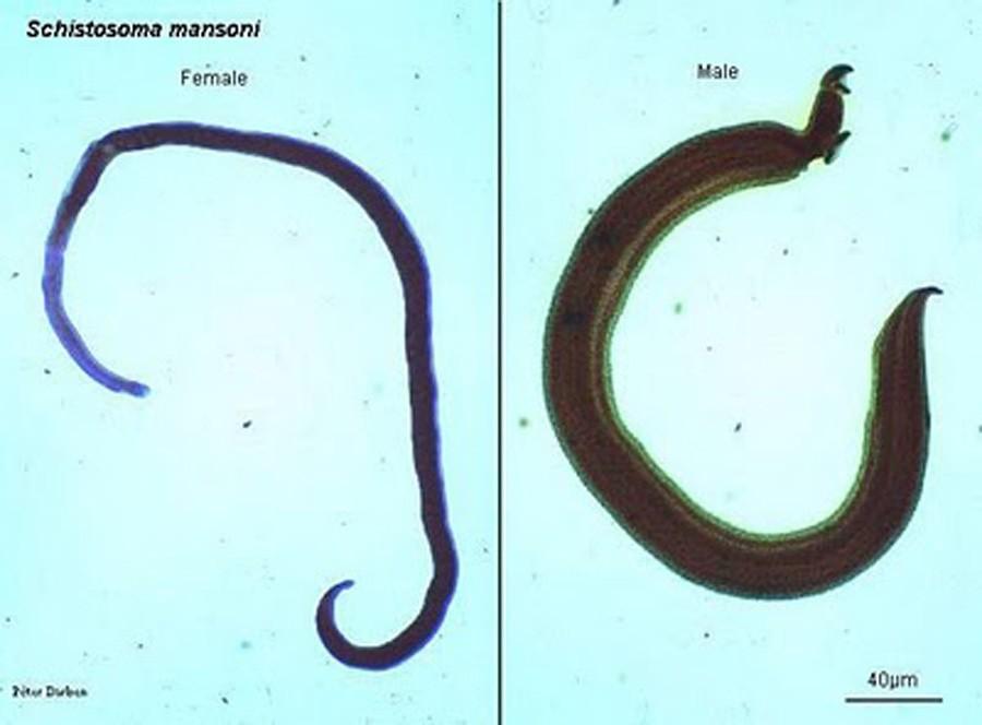 Abbildung 1: Schistosoma mansoni, männliche und weibliche Form eine Gattung der Trematoden, (www.google.