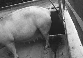 10 Tierhaltung 1-2005 In mechanischer Gelassenheit schnurrte auf der weltgrößten Ausstellung für Tierhaltung und Management EuroTier 2004 ein Schwein aus hartem Plastik als Werbeträger durch die
