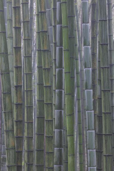 Bild 11 Seite 56-57 Besonderes Grasland: Bambus (China) Wie viele andere Grasarten auch strahlt der Bambus durch seine grafische Gleichförmigkeit eine hohe Ästhetik aus.
