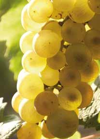 Die wichtigsten weissen Rebsorten Amigne Arvine ( Petite Arvine ) Chardonnay Chasselas ( Fendant ) Humagne Blanche