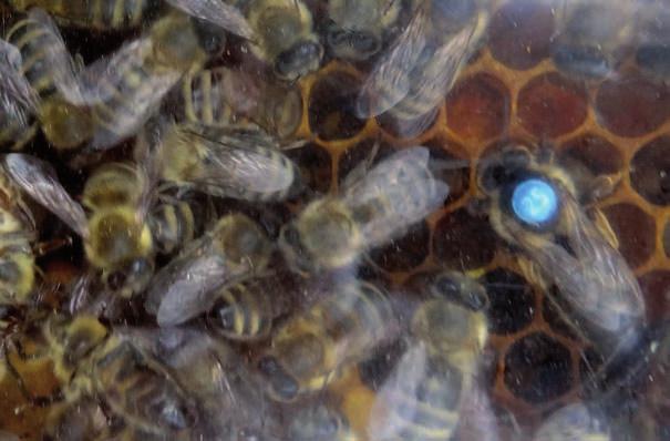 Der Imker hält seine Bienenvölker in Bienenkästen, in die mehrere senkrecht gestellte Rahmen gestellt werden, in denen die Bienen ihre kleinen sechseckigen Waben bauen in die sie den Honig ablegen.