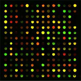 Microarray Image Typisches
